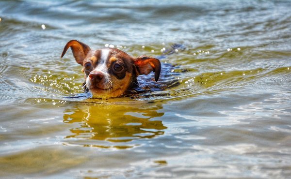les techniques de peinture pour débutants à essayer chez soi