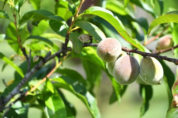 Arbre fruitier dans le jardin : comment l'entretenir ?