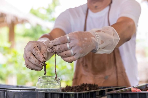Les Aliments à Éviter dans Votre Lombricomposteur : Un Guide Pratique